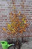 10st. Hainbuche 60-80cm Heckenpflanzen Carpinus betulus Hecke Weißbuche Gartenhecke Hainbuchen Wurzelware