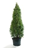 Thuja Smaragd Lebensbäume Heckenpflanzen immergrün Lebensbaum 40-60 cm