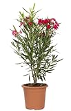 KENTIS - Nerium Oleander Rot - Orleander – Winterharte Pflanzen für Garten - Heckenpflanzen – Hoch 80-100 cm Topf Ø 24 cm