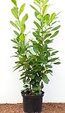 Kirschlorbeer Heckenpflanzen immergrün Sichtschutz Prunus lauroc.'Novita' im Topf gewachsen 80-100cm (20 Stück)