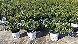 50 Stück Ilex crenata Stokes Heckenpflanze 20 cm Buchsbaum Ersatz winterhart + robust