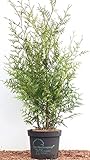 Thuja Lebensbaum Heckenpflanze 'Brabant' Thuja occidentalis 80-100 cm reine Pflanzenhöhe, im Topf gewachsen, winterhart und immergrün
