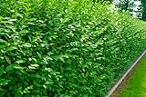 10st. Liguster Atrovirens 50-80cm reine Pflanzhöhe Ligustrum Atrovirens Wurzelware Heckenpflanzen Ligusterhecke