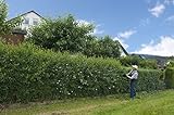 10st. Liguster ovalifolium 80-120cm reine Pflanzhöhe Ligustrum ovalifolium Gartenhecke Wurzelware Heckenpflanzen