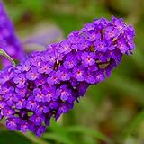 lichtnelke - Zwerg-Schmetterlingsflieder (Buddleja davidii) BUZZ Pink Purple