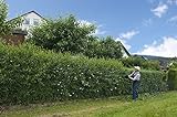 100st. Liguster Atrovirens 50-80cm reine Pflanzhöhe Ligustrum Atrovirens Wurzelware Heckenpflanze