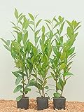 Kirschlorbeer Heckenpflanzen immergrün Sichtschutz Prunus lauroc.'Novita' im Topf gewachsen 20-40cm (10 Stück)