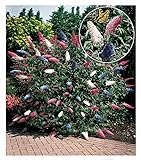 BALDUR Garten Sommerflieder 'Papillion Tricolor', 2 Pflanzen, Buddleja davidii, Buddleia Schmetterlingsflieder Tricolor Schmetterlingsstrauch Zierstrauch, winterhart, bienenfreundlich