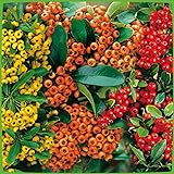 Feuerdorn Mischung Rot, Gelb und Orange  3 immergrüne Pflanzen als Sichtschutz-Hecke - Heckenpflanze/Kletterpflanze von Garten Schlüter