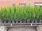Edel Thuja Smaragd immergrüner Lebensbaum Heckenpflanze Zypresse im Topf gewachsen 100-120cm (15 Stück)