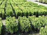 100 Buchsbaum Pflanzen im Topf, Buxus sempervirens, Höhe: 10-15 cm