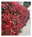 BALDUR Garten immergrün Photinia-Hecke 'Red Robin', 10 Pflanze Glanzmispel winterhart, blühend, Photinia fraseri 'Red Robin', Photinia fraseri, schnellwachsend