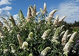 Weißer Sommerflieder Buddleja davidii 'White Profusion' Pflanze 25-30cm Flieder