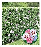 BALDUR Garten Hibiskus-Hecke, 5 Pflanzen, Hibiscus Syriacus Heckenpflanzen blühend, bienenfreundlich, Blüten essbar, winterhart, blühende und blickdichte Hecke