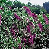 Schmetterlingsflieder Royal Red - Sommerflieder (Buddleja) Pflanze in rot, halbschattig und winterhart - Flieder-Strauch von Garten Schlüter
