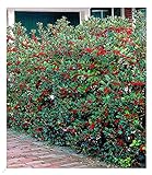 BALDUR Garten Ilex-Hecke 'Heckenfee®', 5 Pflanzen, Ilex meserveae, winterhart, Wasserbedarf gering, Sichtschutz, für Standort im Schatten geeignet, blühend