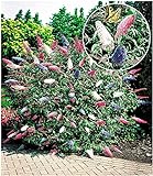 BALDUR Garten Sommerflieder 'Papillion Tricolor', 1 Pflanze Buddleja davidii, Buddleia Schmetterlingsflieder Tricolor Schmetterlingsstrauch Zierstrauch