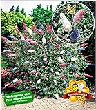 BALDUR Garten Sommerflieder 'Papillion Tricolor' Buddleia, 2 Pflanzen Buddleja davidii