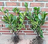20 Kirschlorbeer Pflanzen, Prunus laurocerasus Novita (wn), kräftige Heckenpflanzen, Höhe: 60-80 cm