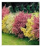 BALDUR Garten Ginster-Hecke Tricolor, 3 Pflanzen Cytisus praecox winterhart Heckenpflanzen, trockenresistent, pflegeleicht, Wasserbedarf gering, blühend