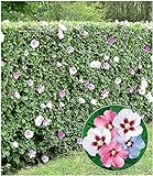 BALDUR Garten Hibiskus-Hecke, 5 Pflanzen, Hibiscus Syriacus Heckenpflanzen blühend